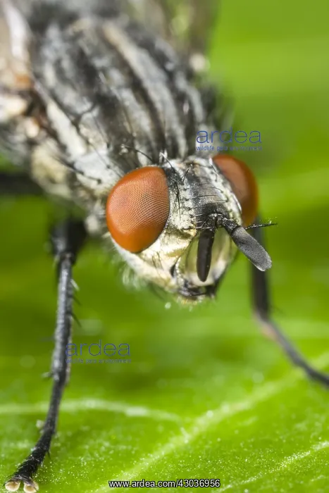 : Flesh Fly Eyes - Norfolk UK : Flesh Fly Eyes - Norfolk UK