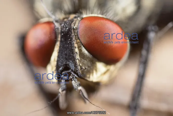 : Flesh Fly eyes - Norfolk UK : Flesh Fly eyes - Norfolk UK