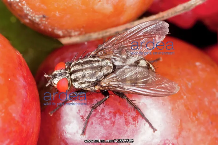 : Flesh-fly - feeding on fruit : Flesh-fly - feeding on fruit