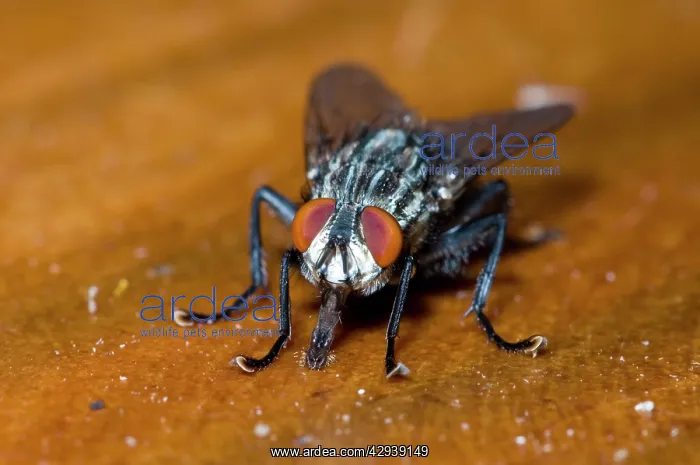 : Flesh Fly, feeding on fruit juice spilt on table : Flesh Fly, feeding on fruit juice spilt on table