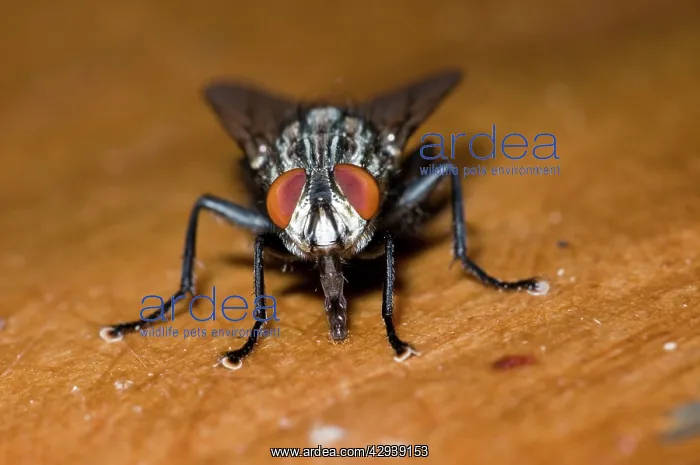 : Flesh Fly, feeding on fruit juice spilt on table : Flesh Fly, feeding on fruit juice spilt on table