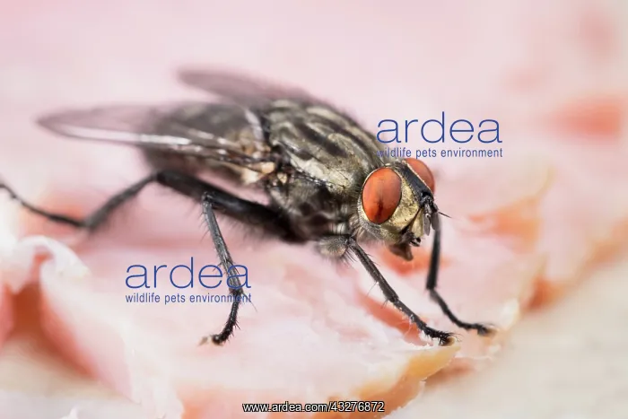 : Flesh Fly feeding on ham - Norfolk UK : Flesh Fly feeding on ham - Norfolk UK