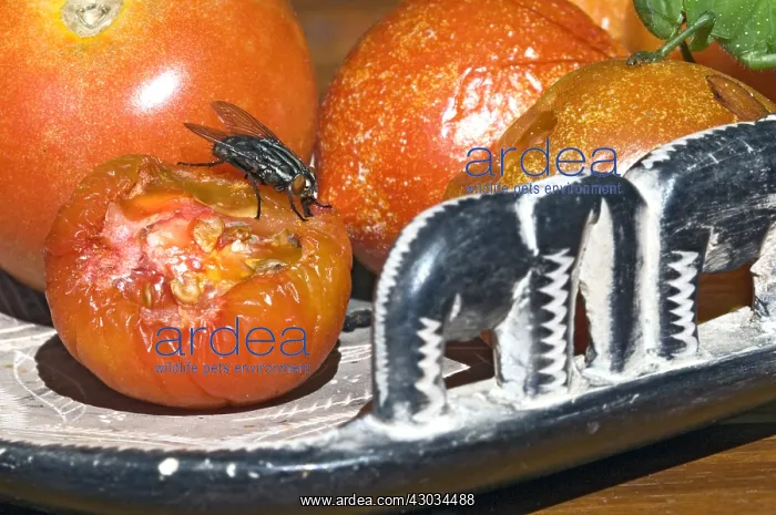 : Flesh fly feeding on over-ripe tomatoes in container : Flesh fly feeding on over-ripe tomatoes in container