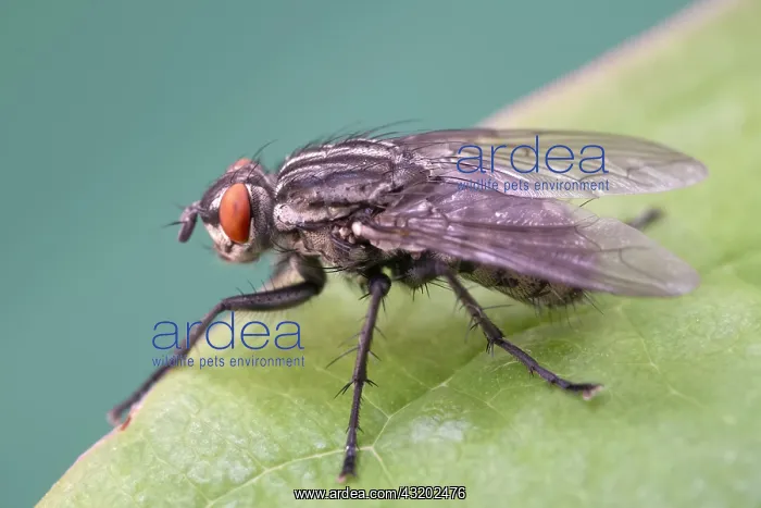: Flesh Fly on Leaf - Norfolk UK : Flesh Fly on Leaf - Norfolk UK