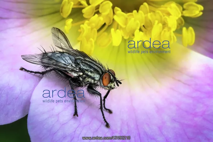  : Flesh fly (Sarcophaga carnaria) on a flower