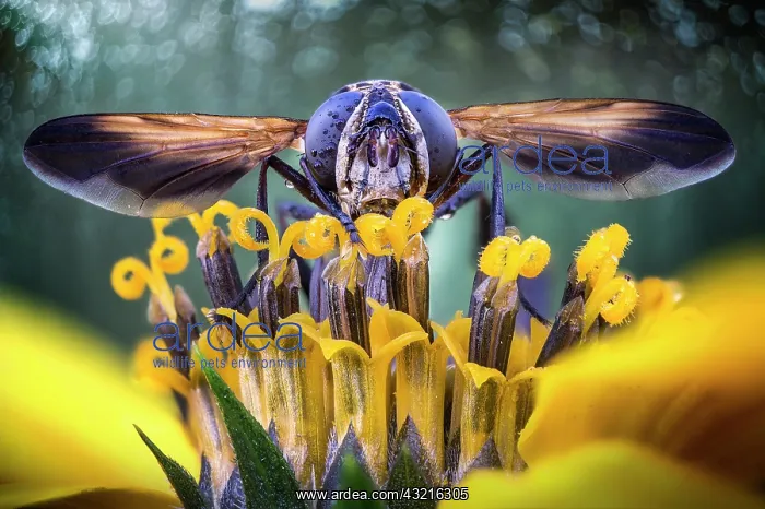 : Flesh fly (Sarcophaga carnaria) on a flower, Mantua : Flesh fly (Sarcophaga carnaria) on a flower, Mantua