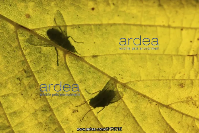 : Flesh fly (Sarcophaga crassipalpis) silhouette of two adult insects on a tree leaf in autumn : Flesh fly (Sarcophaga crassipalpis) silhouette of two adult insects on a tree leaf in autumn