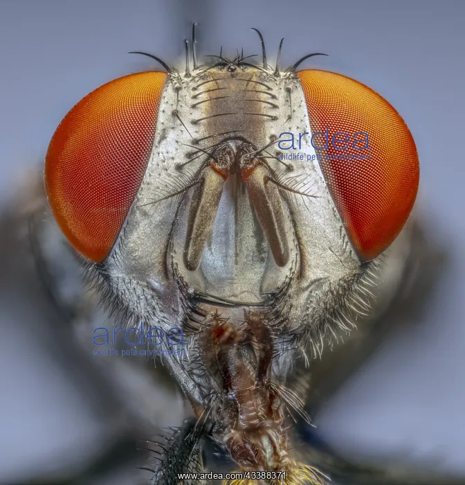 : Flesh Fly (Sarcophaga spp.) : Flesh Fly (Sarcophaga spp.)