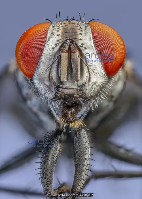 : Flesh Fly (Sarcophaga spp.), red eyes : Flesh Fly (Sarcophaga spp.), red eyes