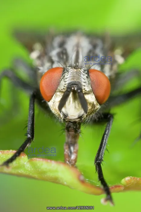 : Flesh Fly - sucking up liquid from leaf : Flesh Fly - sucking up liquid from leaf