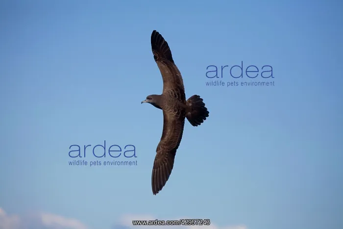 : Flesh-footed Shearwater : Flesh-footed Shearwater