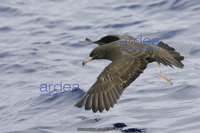 : Flesh-footed Shearwater (Ardenna carneipes) flying : Flesh-footed Shearwater (Ardenna carneipes) flying