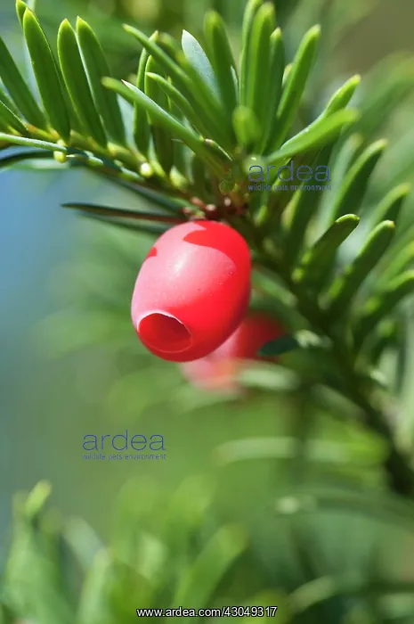 : Yew. Fleshy, red fruit of Yew, Taxus baccata : Yew. Fleshy, red fruit of Yew, Taxus baccata