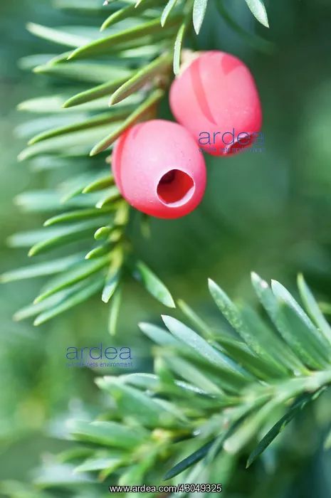 : Yew. Fleshy, red fruit of Yew, Taxus baccata : Yew. Fleshy, red fruit of Yew, Taxus baccata