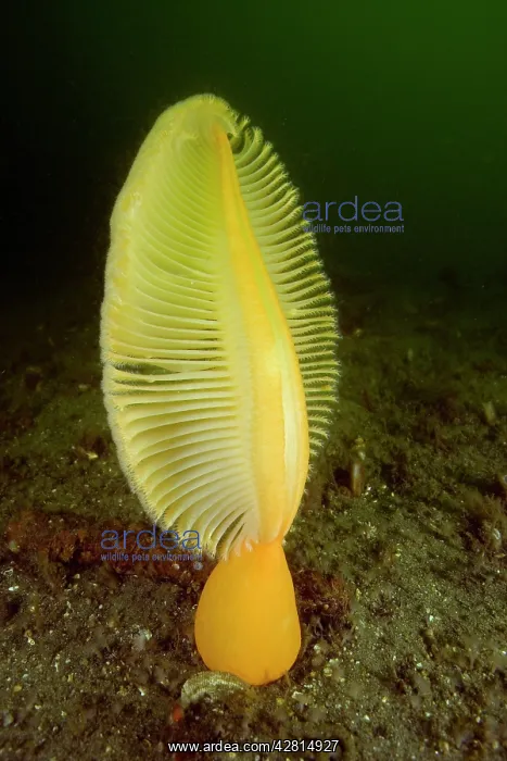 : Fleshy sea pen Ptilosarcus gurneyi Vancouver Island British : Fleshy sea pen Ptilosarcus gurneyi Vancouver Island British