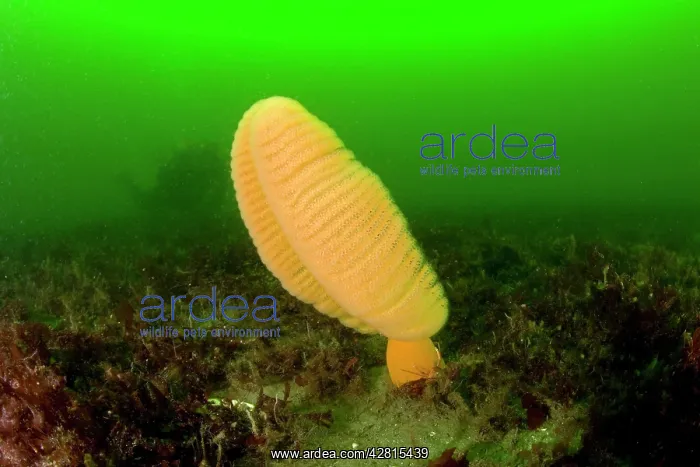 : Fleshy sea pen Ptilosarcus gurneyi Vancouver Island British : Fleshy sea pen Ptilosarcus gurneyi Vancouver Island British