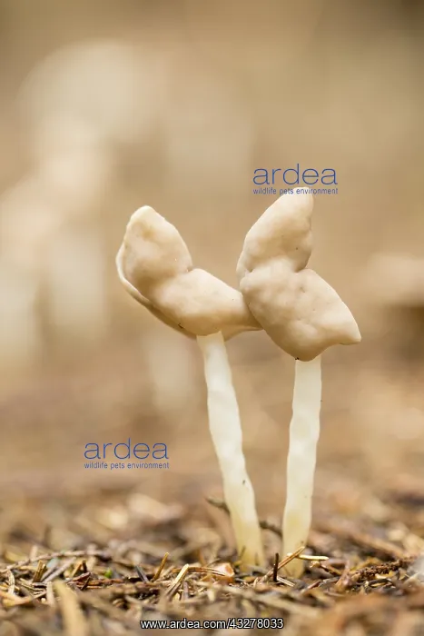 : Flexible Helvella (Helvella elastica) growing i : Flexible Helvella (Helvella elastica) growing i