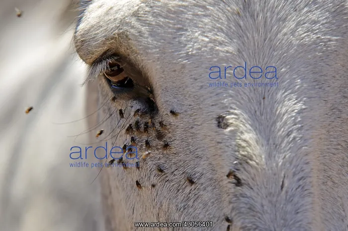 : Flies around the eye of a Donkey Spain : Flies around the eye of a Donkey Spain