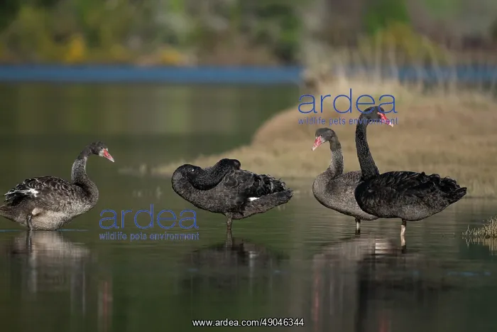 : Flight of Black Swans : Flight of Black Swans