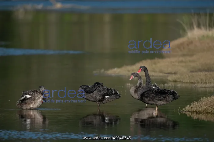 : Flight of Black Swans : Flight of Black Swans