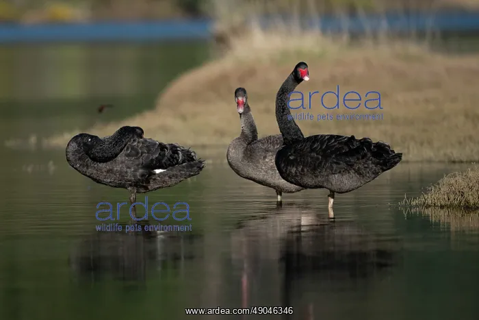: Flight of Black Swans : Flight of Black Swans