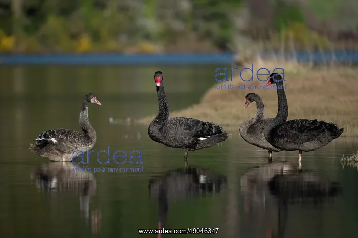 : Flight of Black Swans : Flight of Black Swans