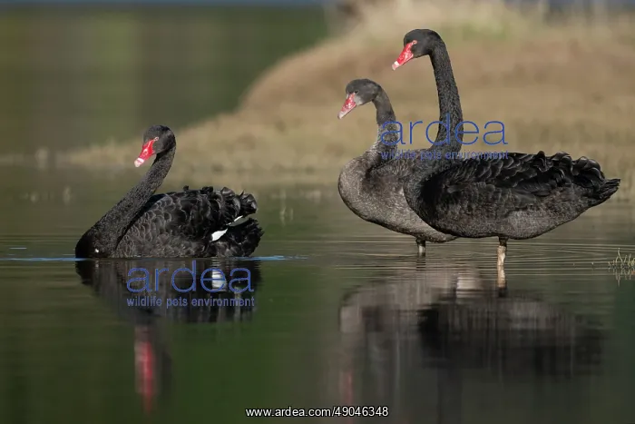 : Flight of Black Swans : Flight of Black Swans