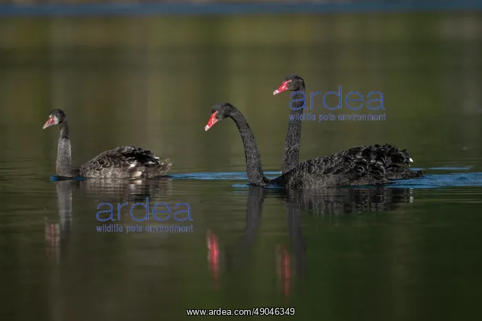 : Flight of Black Swans : Flight of Black Swans