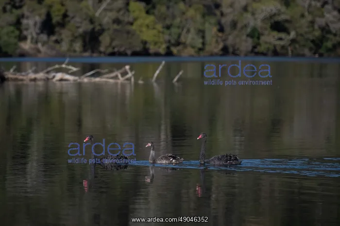 : Flight of Black Swans : Flight of Black Swans