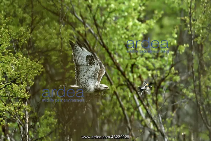  : in flight with a brambling