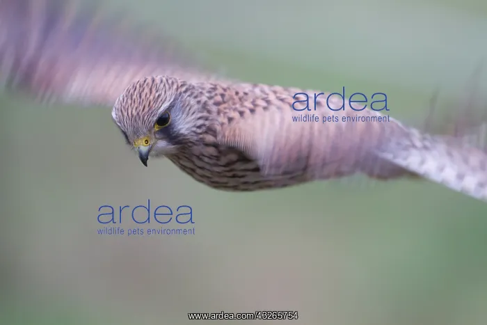 : Flight of the Common Kestrel (Falco tinnunculus : Flight of the Common Kestrel (Falco tinnunculus