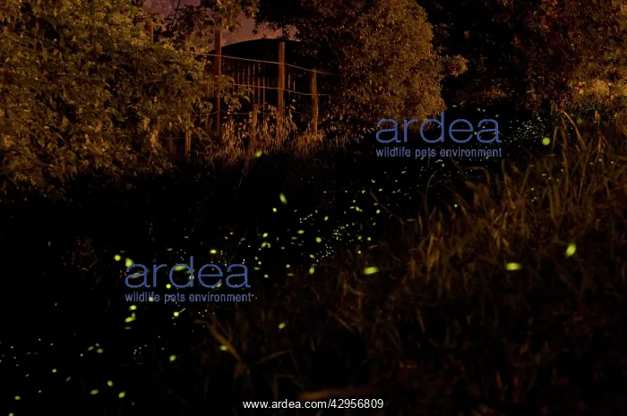 : The flight of male Fireflies during a summer night : The flight of male Fireflies during a summer night
