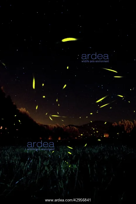 : The flight of male Fireflies during a summer night : The flight of male Fireflies during a summer night