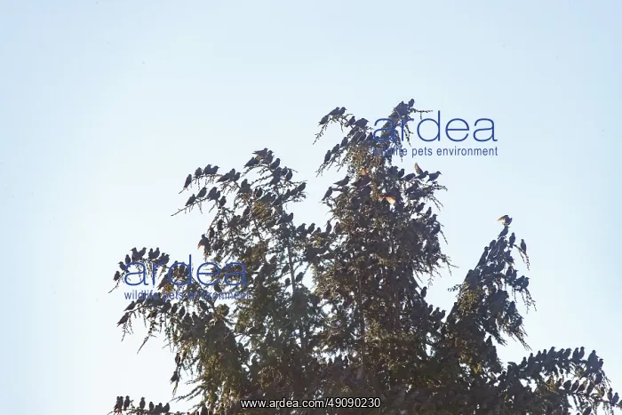  : Flight of starlings