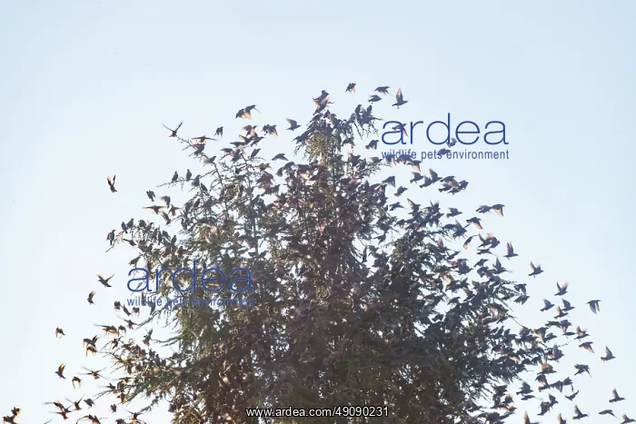 : Flight of starlings : Flight of starlings