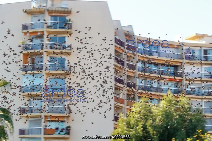 : Flight of starlings : Flight of starlings