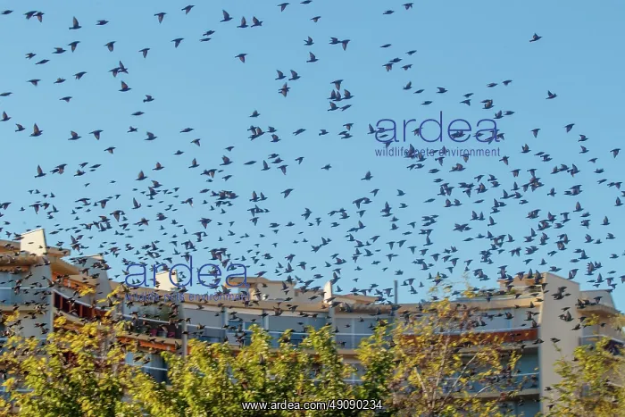 : Flight of starlings : Flight of starlings