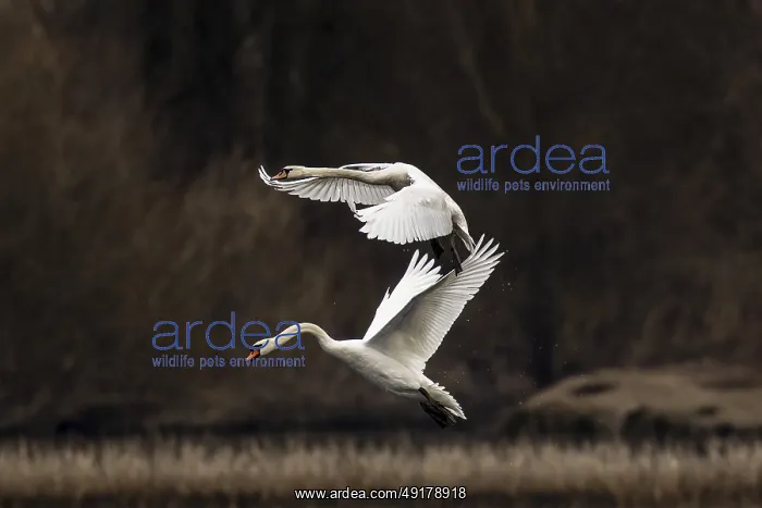 : Flight of two swans on top of each other in front of a dense : Flight of two swans on top of each other in front of a dense