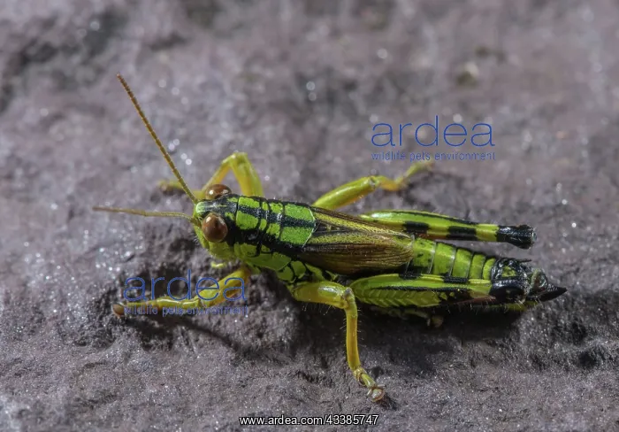 : A flightless alpine grasshopper, Green Mountain : A flightless alpine grasshopper, Green Mountain