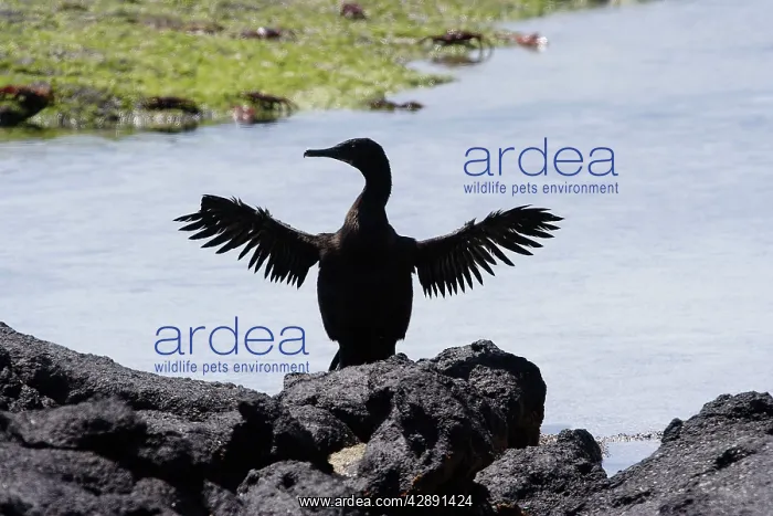 : Flightless Cormorant : Flightless Cormorant
