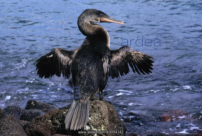 : Flightless Cormorant : Flightless Cormorant