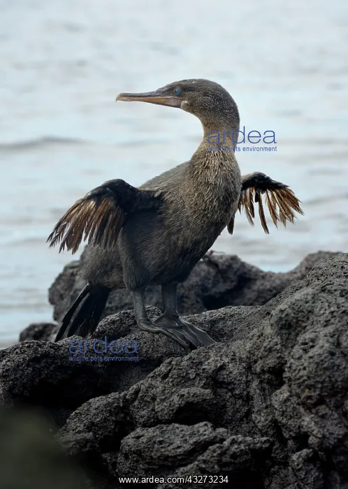 : Flightless cormorant or Galapagos cormorant (Phalacrocorax : Flightless cormorant or Galapagos cormorant (Phalacrocorax