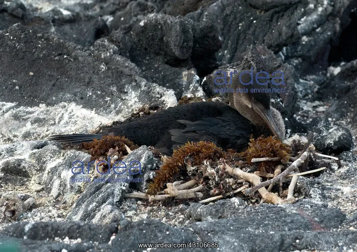 : Flightless Cormorant on nest : Flightless Cormorant on nest