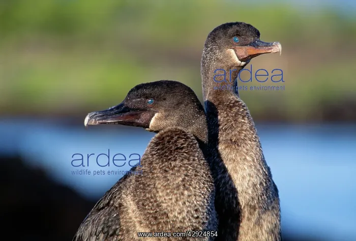  : Flightless Cormorant - pair