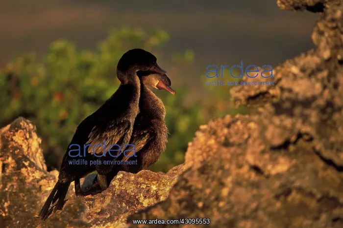 : Flightless Cormorant pair : Flightless Cormorant pair