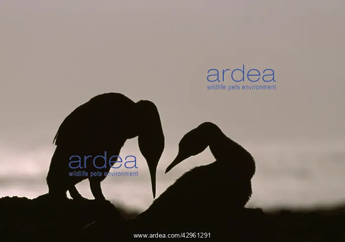 : Flightless Cormorant - pair silhouette : Flightless Cormorant - pair silhouette