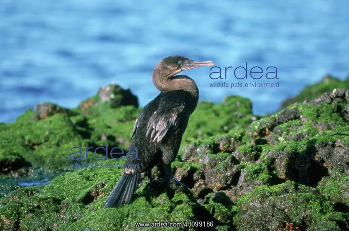 : Flightless Cormorant (Phalacrocorax harrisi) : Flightless Cormorant (Phalacrocorax harrisi)