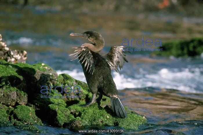 : Flightless Cormorant (Phalacrocorax harrisi) : Flightless Cormorant (Phalacrocorax harrisi)