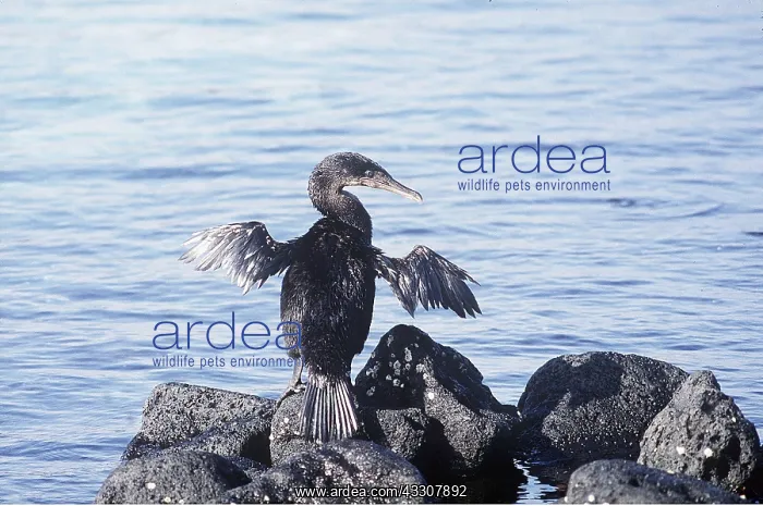 : FLIGHTLESS CORMORANT - on rocks : FLIGHTLESS CORMORANT - on rocks