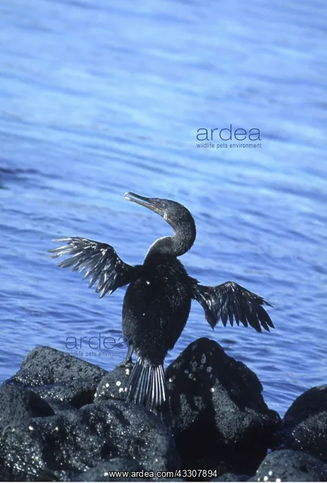 : FLIGHTLESS CORMORANT - Wings out-stretched : FLIGHTLESS CORMORANT - Wings out-stretched